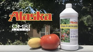 How to Use Alaska Fish Fertilizer [upl. by Hinze8]