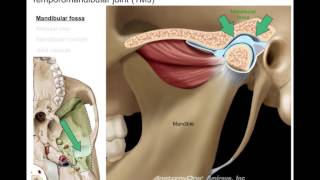 Infratemporal fossa [upl. by Thier36]